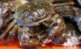 陽澄湖大閘蟹每天吃什么